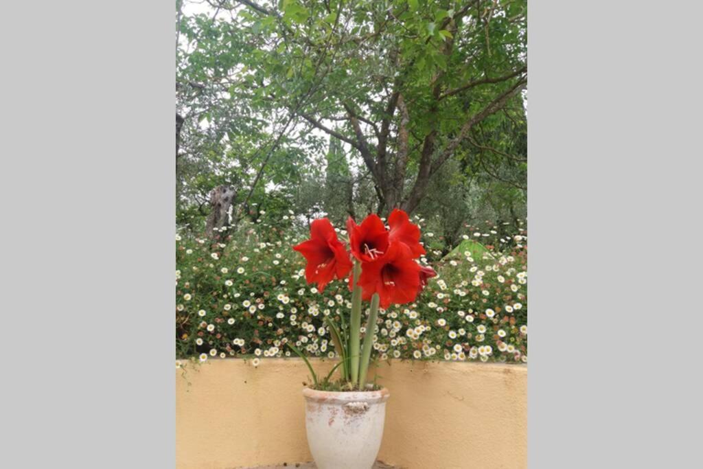 סן קאסיאנו ב-ואל די פזה Poggio House, Tranquillita E Comfort Nella Natura מראה חיצוני תמונה